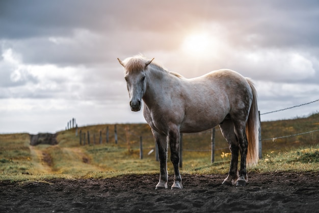 Islandzki koń w naturze
