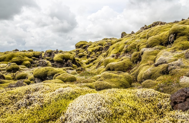 Islandzkie pola lawy pokryte panoramą mchu Południowa Islandia