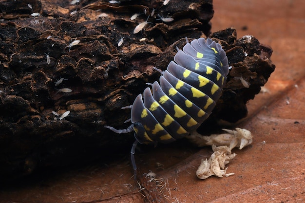 Isopod Armadillidium vulgare zbliżenie Armadillidium vulgare na drewnie