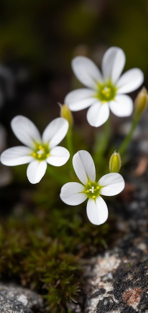 istnieją trzy białe kwiaty, które wyrastają ze skały generatywnej AI