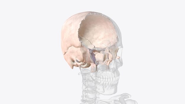 Zdjęcie istnieje osiem kości uważanych za część neurokranium