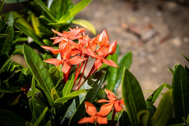 Ixora coccinea w ogrodzie z rozmytym tłem