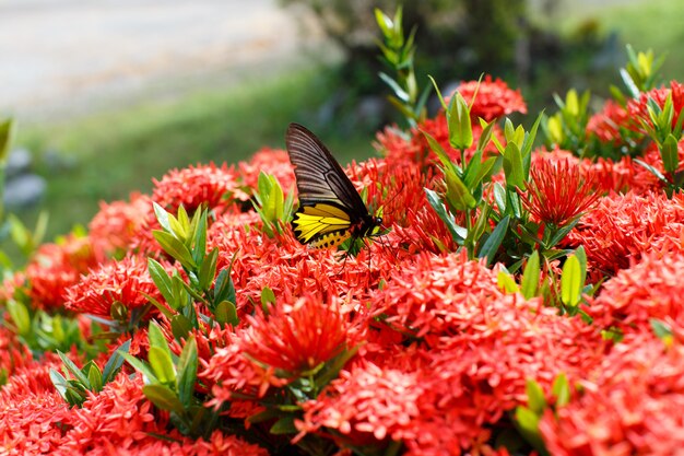 Ixora Z Motylami Szczegółowo Natury