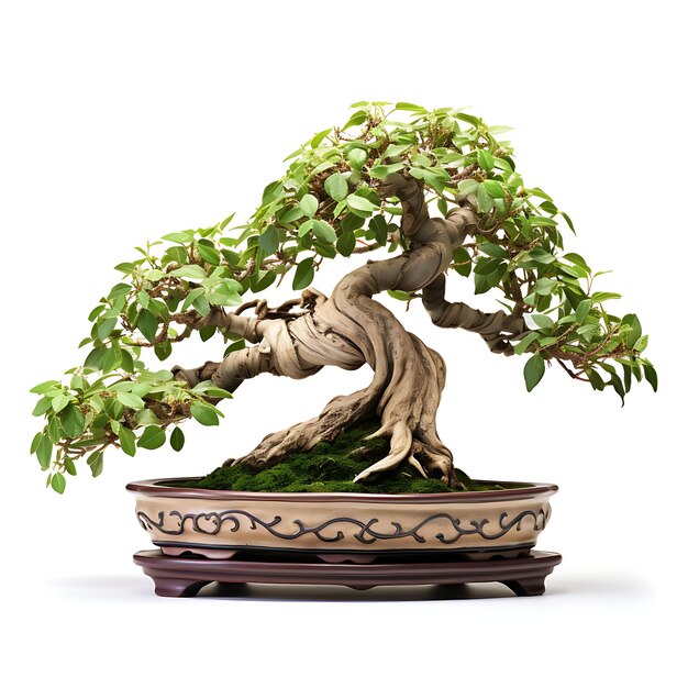 Izolowane drzewo bonsai asymetryczne liście harmonijne na białym BG Japonia Chińska sztuka