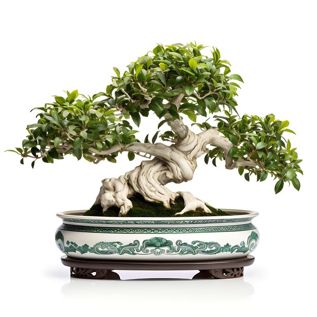 Izolowane drzewo boxwood Bonsai Marble Pot Małe owalne liście Klasyczne C na białym BG Japonia Sztuka chińska