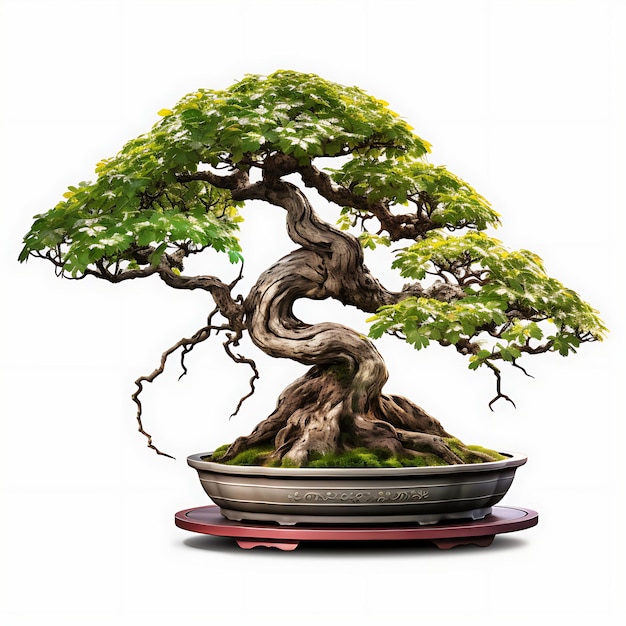 Izolowane Ginkgo Bonsai Drzewo Kamień Pot Wentylator W Kształcie Liści Odporność Co na Białym BG Japonia Chińska Sztuka