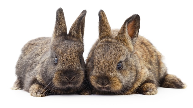 Izolowane Obraz Dwóch Królików Bunny