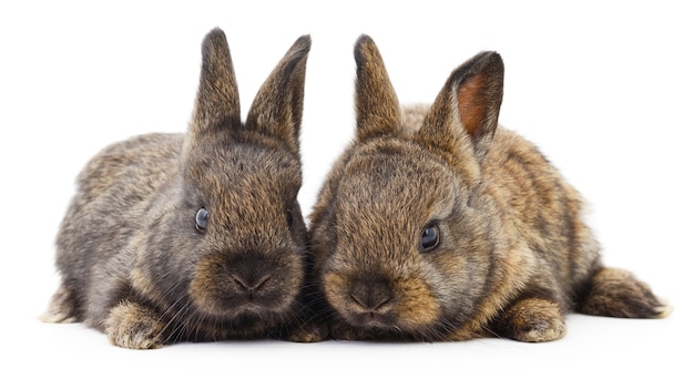 Izolowane obraz dwóch królików bunny