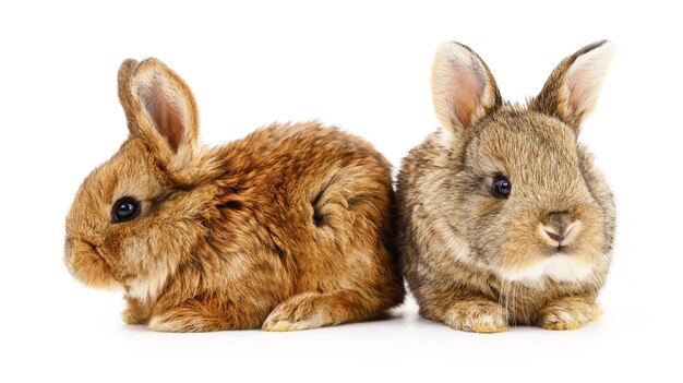 Izolowane obraz dwóch królików bunny.