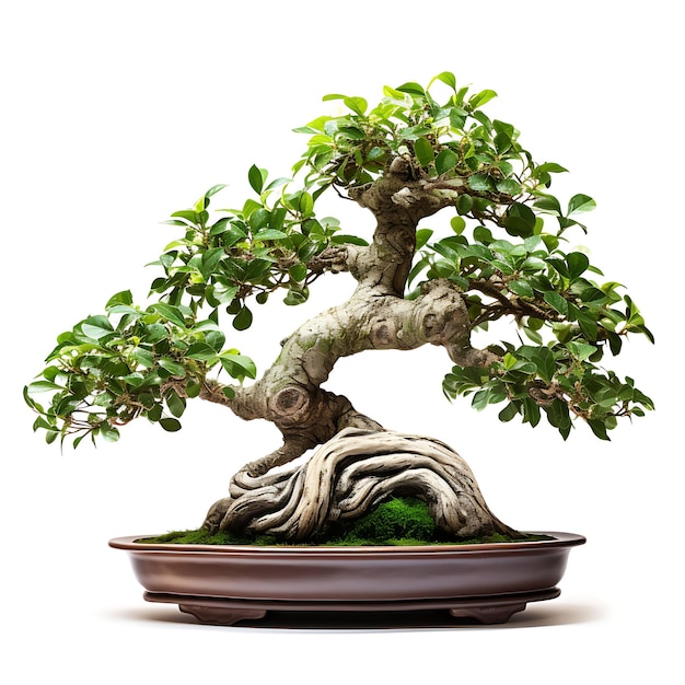 Izolowane wiązowe drzewo Bonsai Gliniana doniczka Asymetryczne liście Harmonijne je na białym BG Japonia Sztuka chińska
