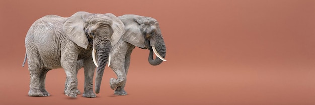 Izolowanie Dwóch Chodzących Słoni Słonie Afrykańskie Na Białym Tle Na Jednolitym Tle Zdjęcie Słoni Zbliżenie Widok Z Boku