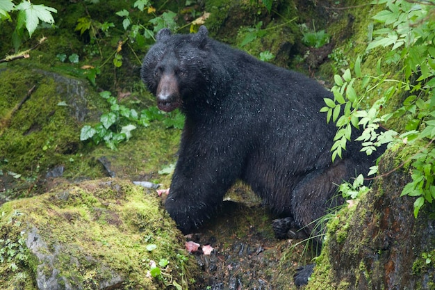 Izolowany czarny niedźwiedź podczas jedzenia łososia na Alasce