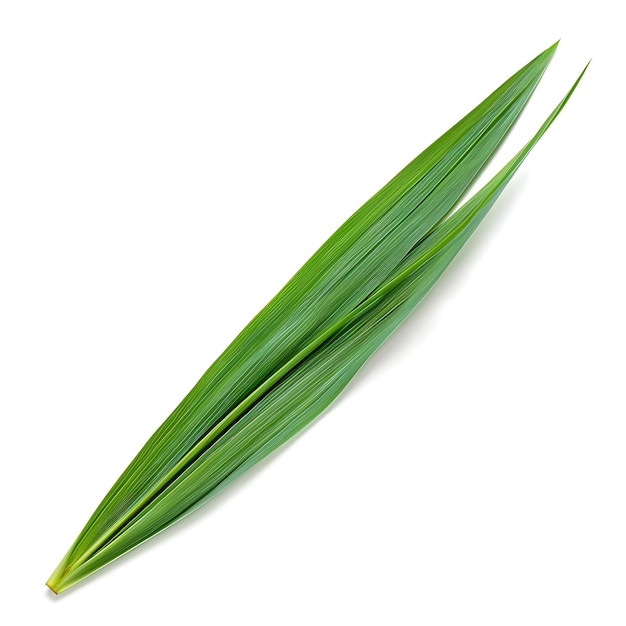 Izolowany liść irysa pustynnego z kształtem liścia w kształcie miecza i zielonym kolorem na czystym tle Clipart