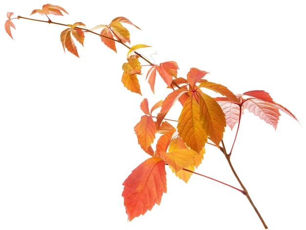 Izolowany liść winorośli Jesienne żółte i czerwone liście na gałęzi dzikich winogron na białym tle