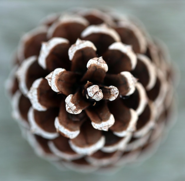 Zdjęcie izolowany stożek sosnowy makro z bliska
