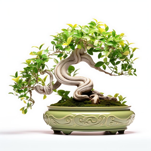 Izolowany wiąz Bonsai Jadeitowy garnek z owalnymi liśćmi Koncepcja harmonii i równowagi na białym tle BG Japan Chinese Art