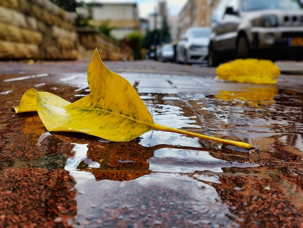 Zdjęcie izrael, żółte liście na mokrej drodze krajobraz miasta. selektywna ostrość, rozmyte tło