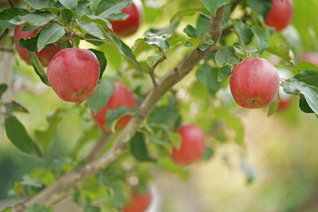 Jabłka gotowe do zbioru na plantacji jabłoni Jabłoń w starym sadzie Jesienny dzień Ogród W kadrze dojrzałe czerwone jabłka na drzewie
