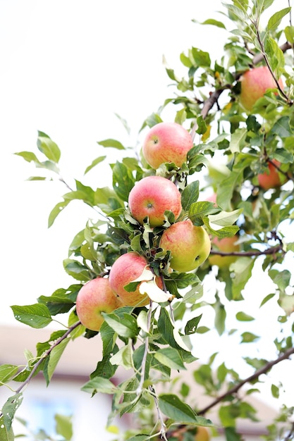 Jabłka na drzewie