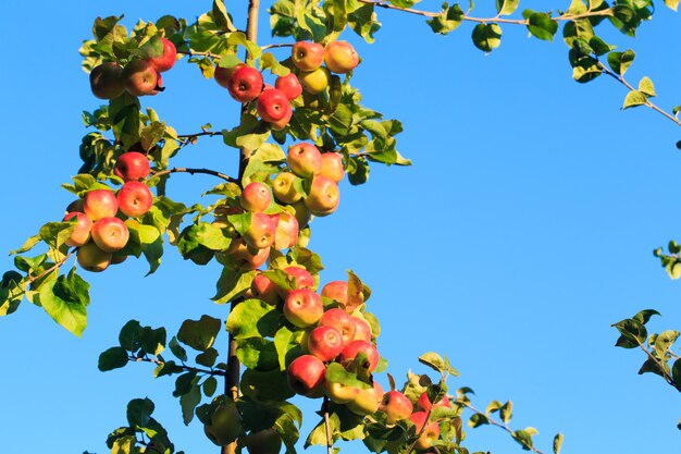 Jabłka na gałęzi drzewa przeciw błękitne niebo