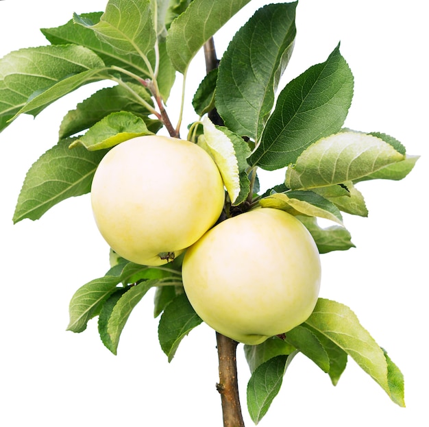 Jabłka na gałęzi na białym tle na białej powierzchni