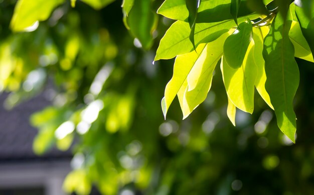 Jabłka wodne Syzygium aqueum zielone liście Naturalne tło