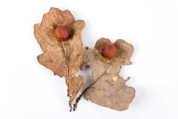 Jabłko dębowe lub żółć dębowa na dwóch opadłych suchych liściach znalezionych w lesie wiosną na białym tle Infekcja drzewa Leżał płasko