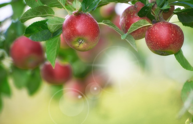 Jabłko dziennie trzyma lekarza z dala. Applepicking nigdy nie wyglądał tak kusząco jako naprawdę zdrowy i kuszący smakołyk