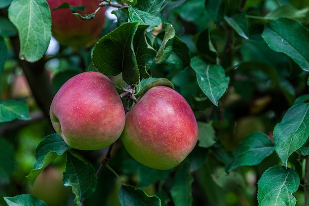 Jabłko na gałęzi drzewa z liśćmi w gospodarstwie lub sadzie