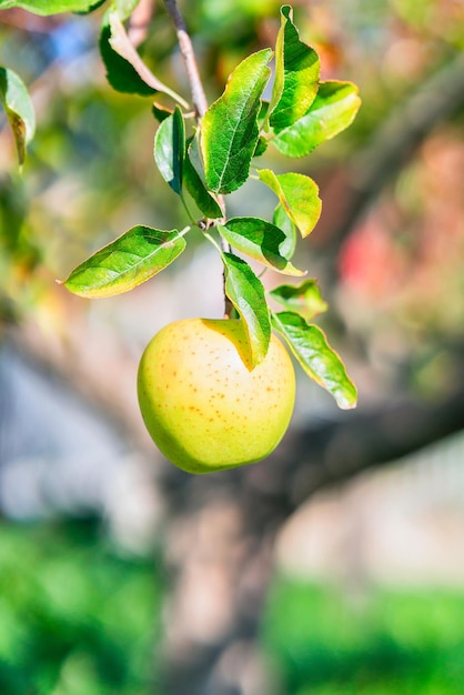 Jabłko na jabłoni w ogrodzie w Agerola, Morze Tyrreńskie, wybrzeże Amalfi, Włochy