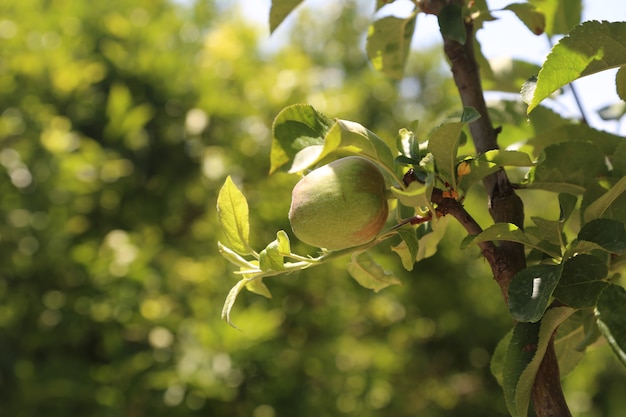 jabłko owoc pole ziemiste kolory na gałęzi drzewa w sezonie letnim