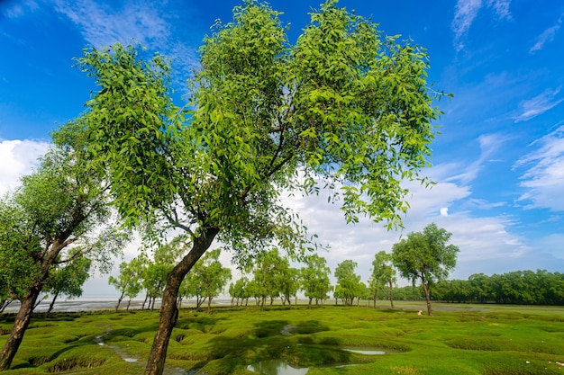 Jabłoń Keora lub Mangrowe i niebieska plaża na plaży Guliakhali Muradpur Sitakunda Chittagong