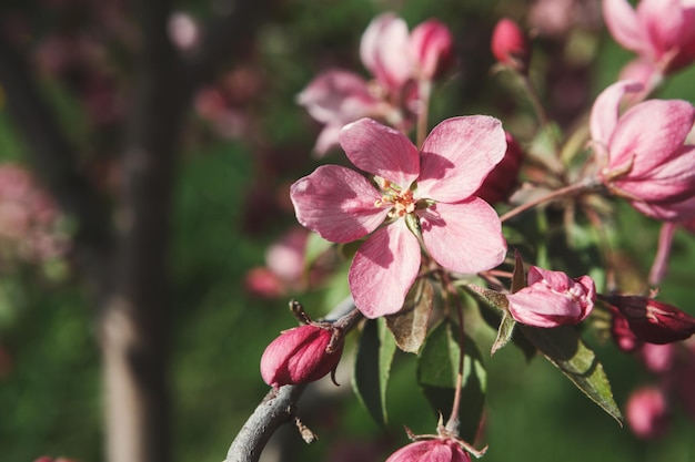 Jabłoń W Kwiat, Gałąź Z Różowymi Kwiatami, Pąkami I Zielonymi Liśćmi Zbliżenie, Wiosna Natura Tło, Miejsce Kopiowania