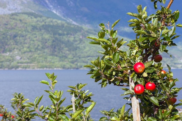 Jabłoń Z Jabłkami I Pięknym Widokiem W Tle. Norwegia