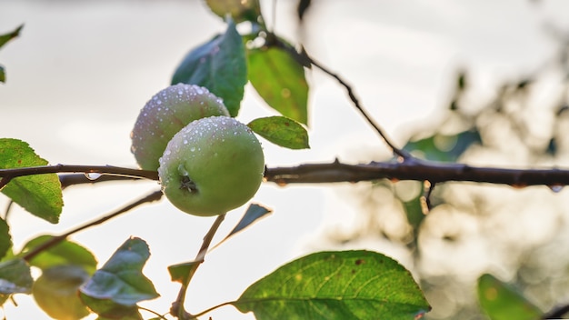 Jabłoń z jabłkami po deszczu Naturalne światło zbliżenie