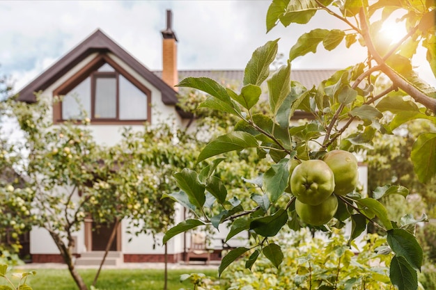 Jabłoń z jabłkami przed domem Apples Garden przy Country House Harvest Fruit Orchard