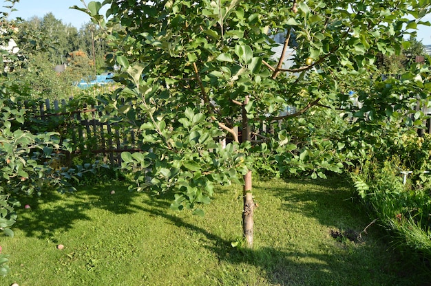 Jabłoń Z Jabłkami Rw Ogródzie Na Tle Trawa I Drewniany Ogrodzenie.