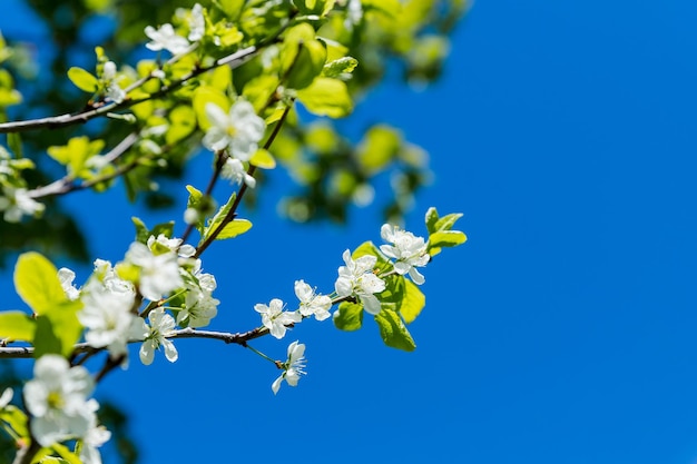 Jabłonie kwitnie część siewną kwitnienia roślinnego naturalny krajobraz z białymi kwiatami