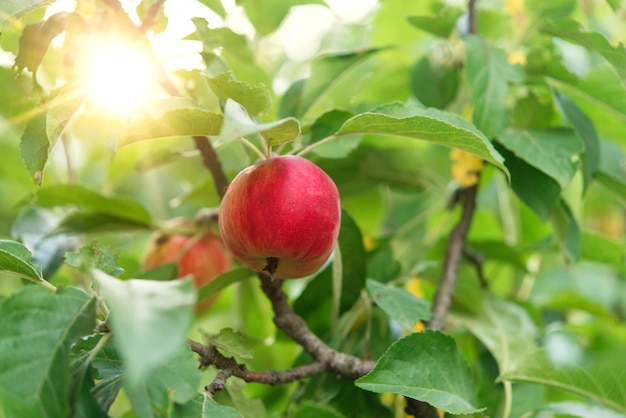 Jabłonie w ogrodzie z dojrzałym czerwonym jabłkiem gotowe do zbioru