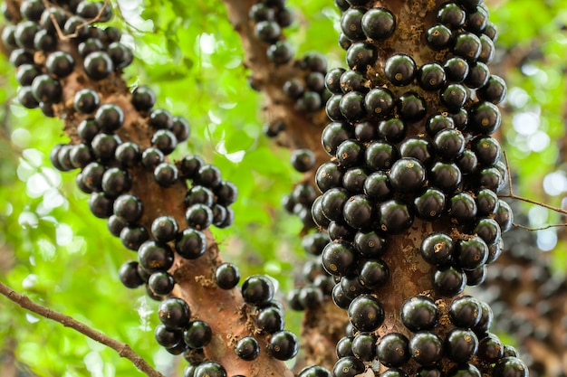 Jaboticaba Brazylijskie Drzewo Z Dużą Ilością Pełnych Owoców Na Pniu