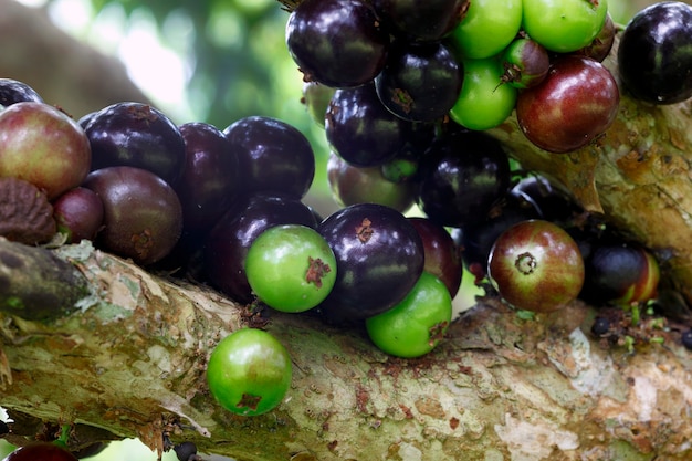 Jabuticaba