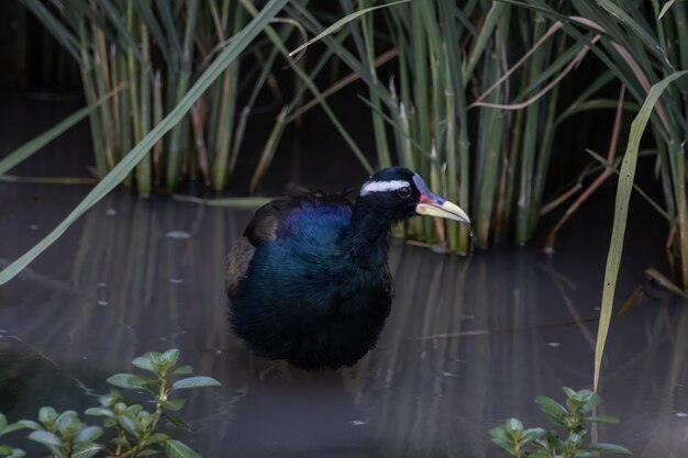 Jacana z brązowymi skrzydłami na portretie zwierzęcia na ziemi