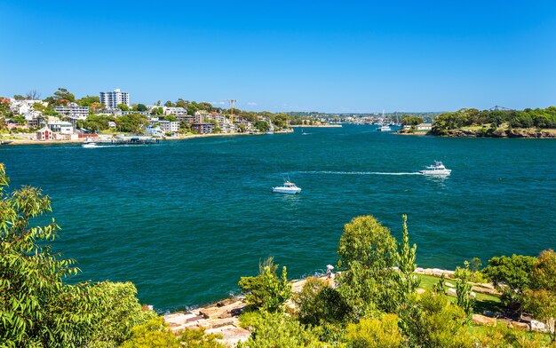 Jachty w Sydney Harbour widziane z Barangaroo Reserve Park