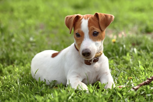 Jack russel na zielonej wiosennej trawie