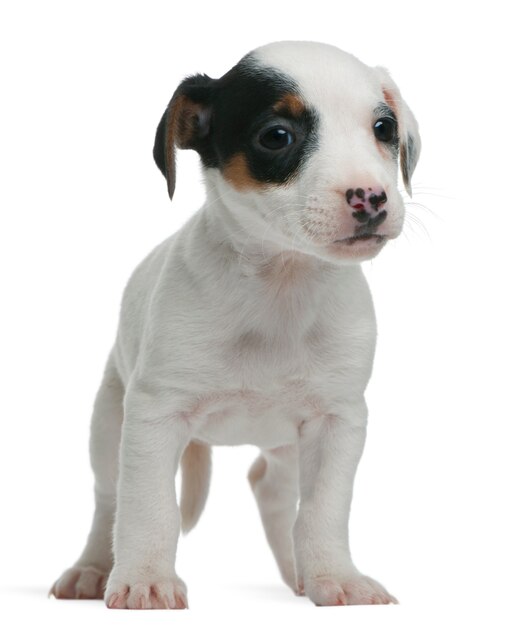 Jack Russel Terrier Puppy (7 tygodni)