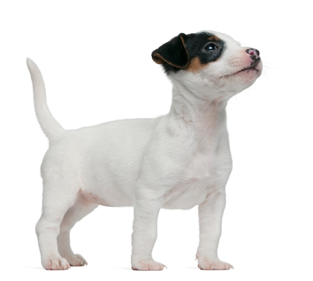 Jack Russel Terrier Puppy (7 tygodni)