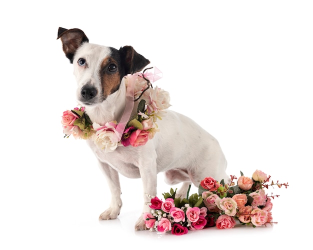 Jack Russel Terrier