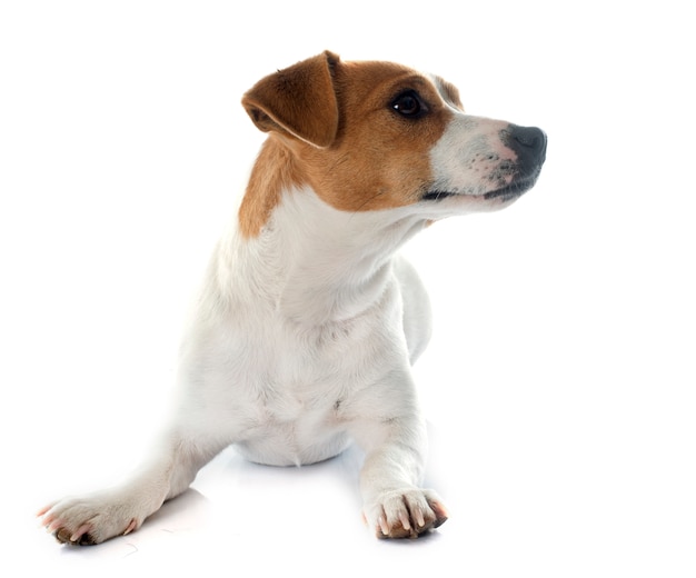 Jack Russel Terrier