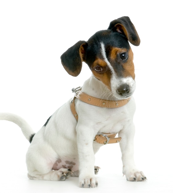 Jack Russel