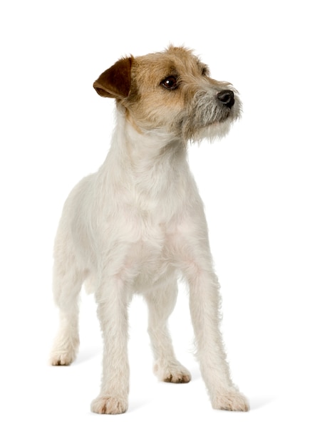Jack Russell Dog